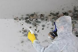 Professional Mold Removal in Maplewood, MN